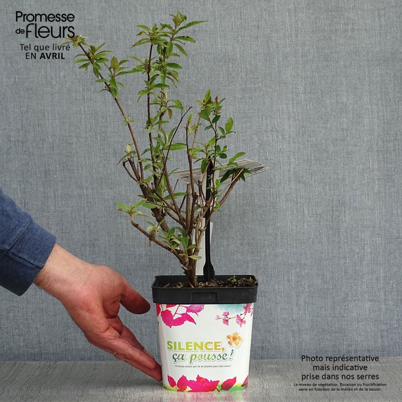 Spécimen de Buddleia davidii Black Knight - Arbre aux papillons Pot de 2L/3L tel que livré au printemps