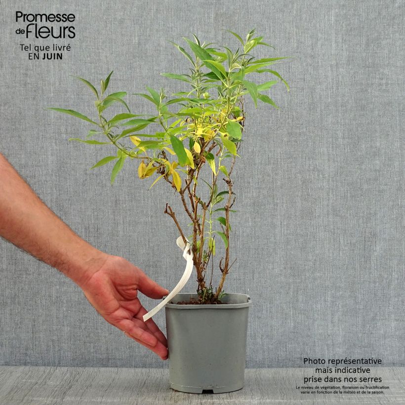 Spécimen de Buddleia davidii Butterfly Tower - Arbre aux papillons Pot de 2L/3L tel que livré en été