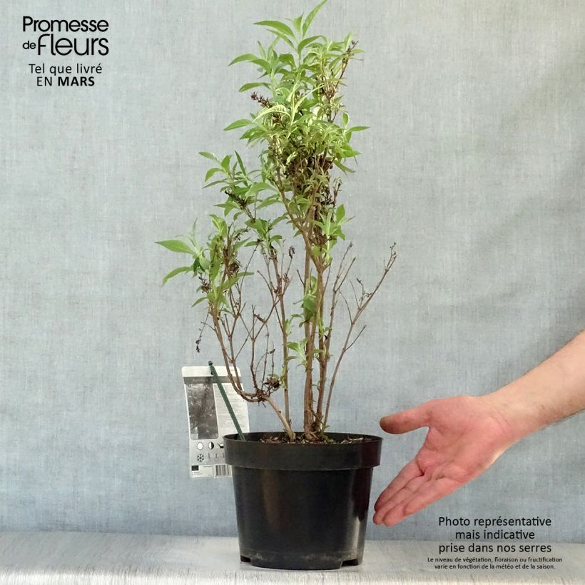 Spécimen de Buddleia davidii Butterfly Tower - Arbre aux papillons Pot de 2L/3L tel que livré au printemps