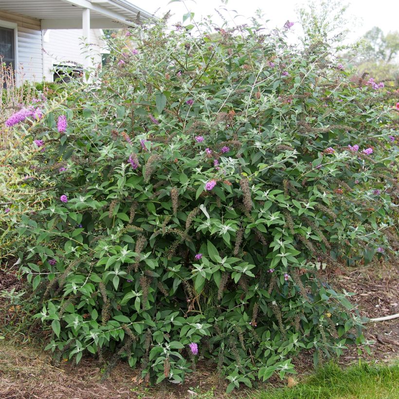 Buddleia Flower Power (Bicolor) - Arbre aux papillons (Feuillage)