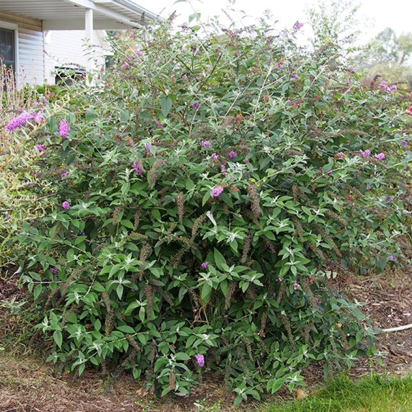 Buddleia Flower Power (Bicolor) - Arbre aux papillons (Port)