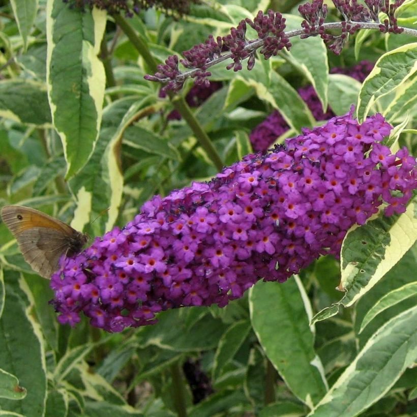 Buddleia davidii Harlequin - Arbre à papillons panaché (Floraison)