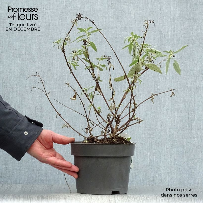 Spécimen de Buddleia davidii Harlequin - Arbre à papillons panaché tel que livré en hiver