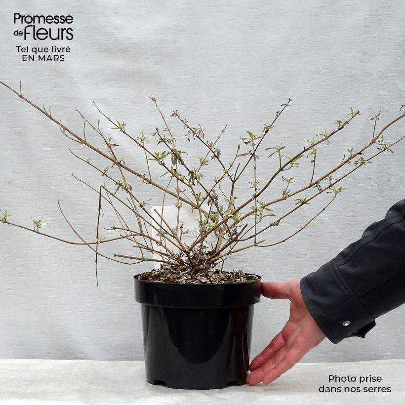 Spécimen de Buddleia davidii Masquerade - Arbre aux papillons Pot de 3L/4L tel que livré au printemps