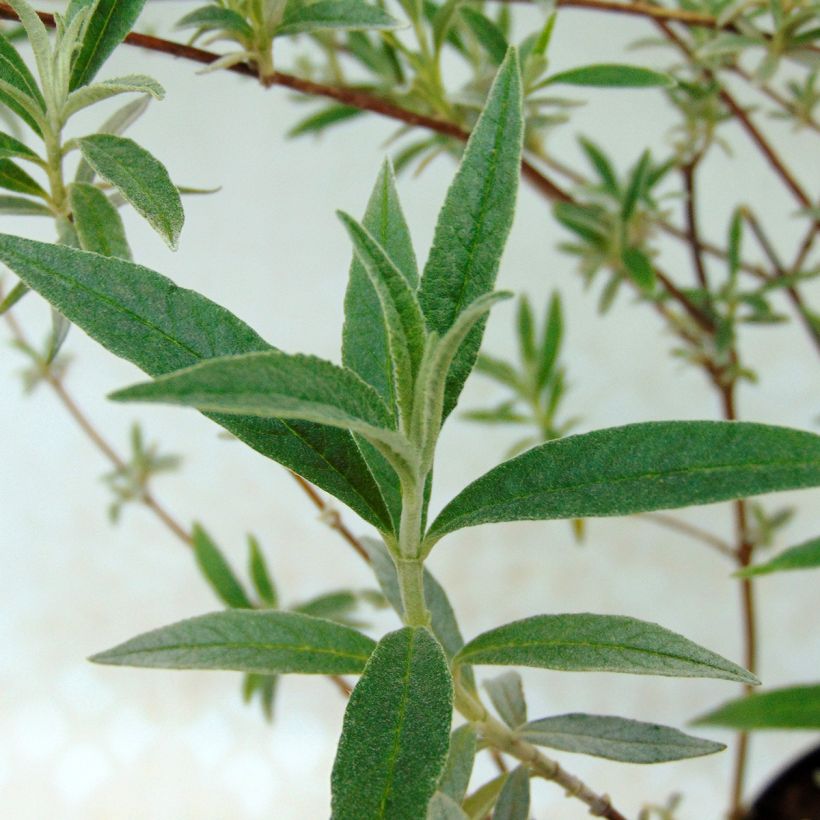 Buddleia davidii Nanho Blue  - Arbre aux papillons nain (Feuillage)