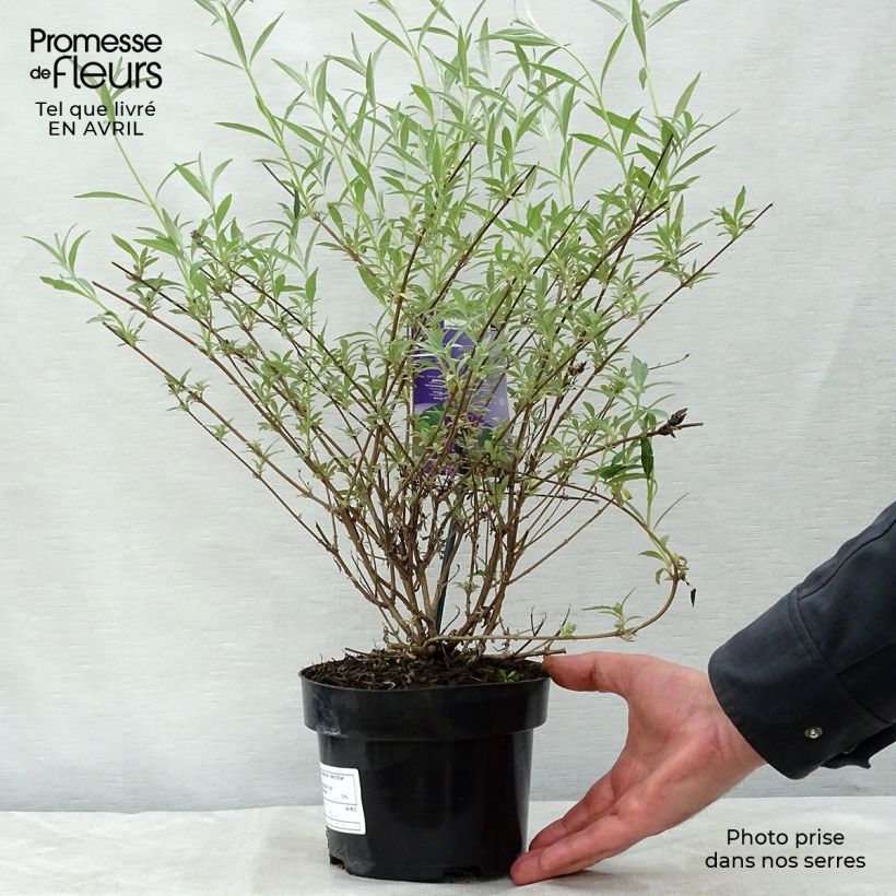 Spécimen de Buddleia davidii Nanho Blue  - Arbre aux papillons nain Pot de 3L/4L tel que livré au printemps
