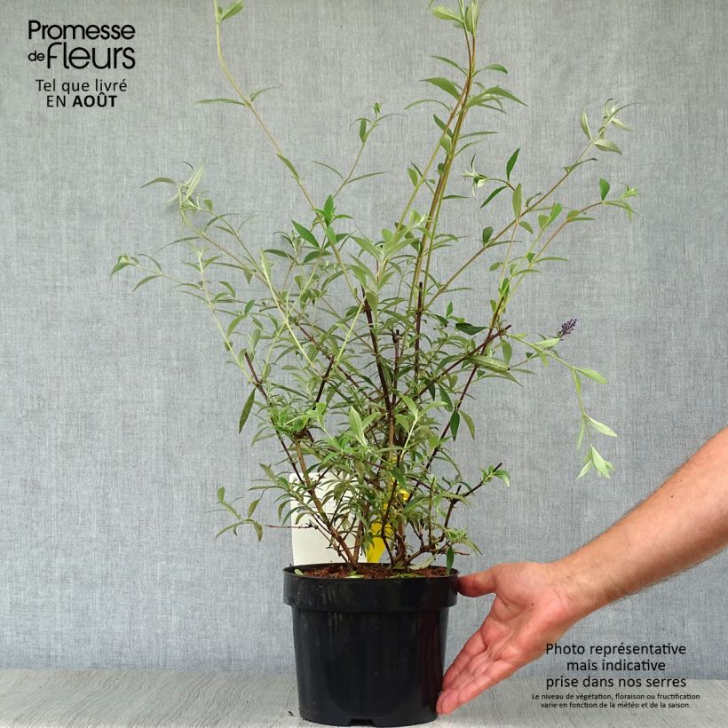 Spécimen de Buddleia davidii Nanho Blue  - Arbre aux papillons nain Pot de 3L/4L tel que livré en été