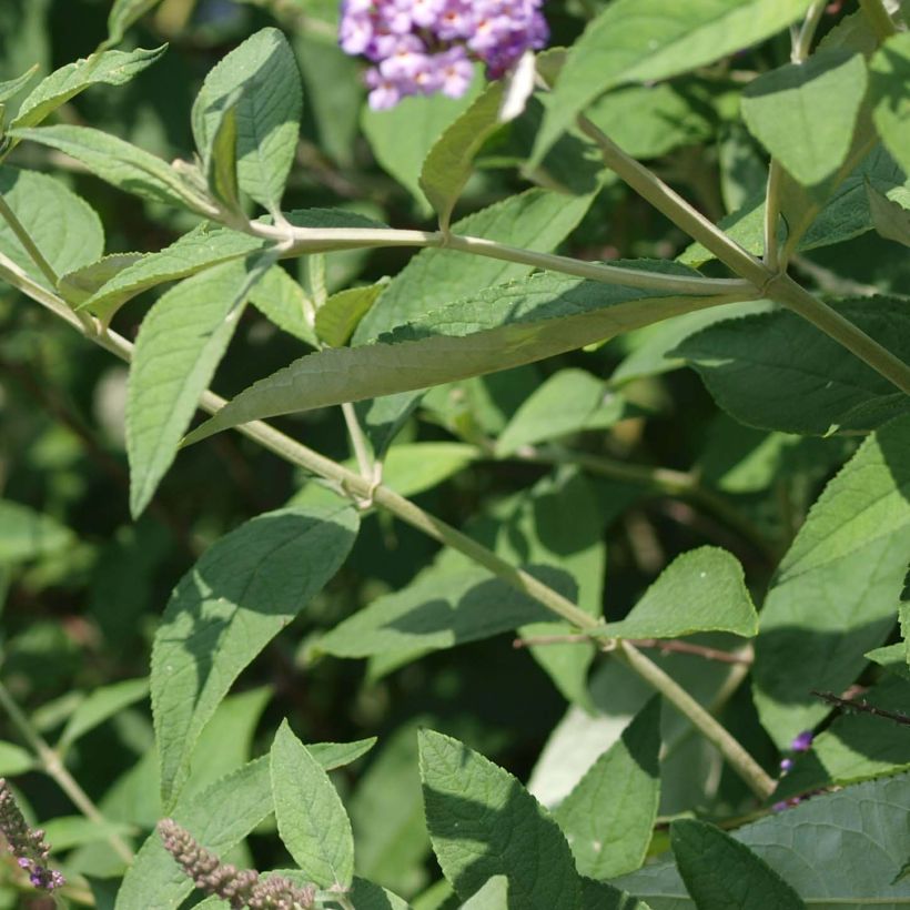 Buddleia davidii Nanho Purple - Arbre aux papillons nain (Feuillage)