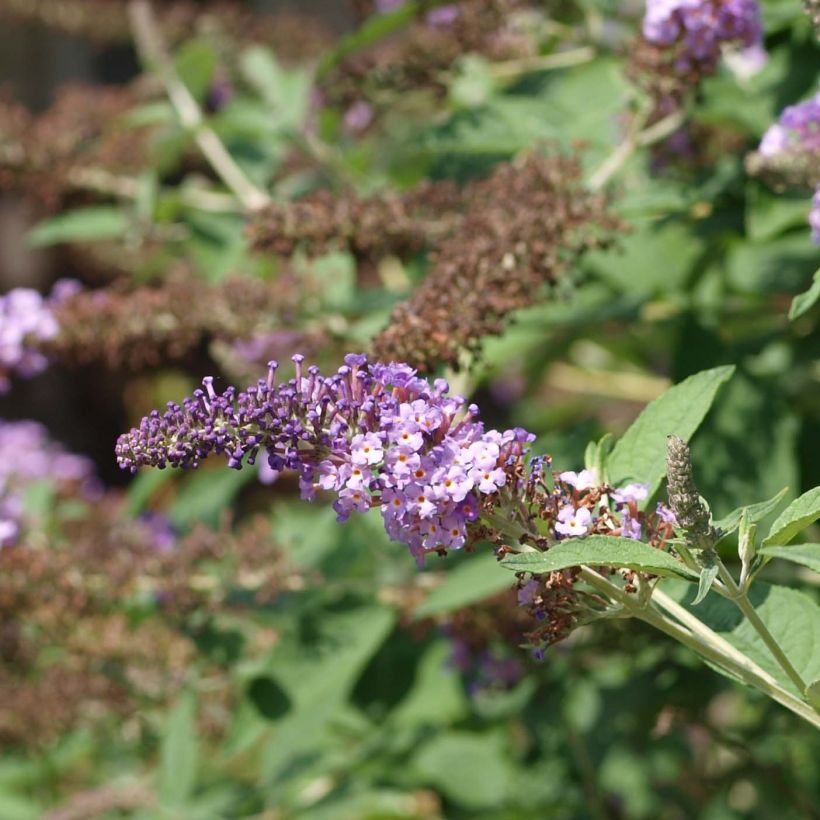 Buddleia davidii Nanho Purple - Arbre aux papillons nain (Floraison)