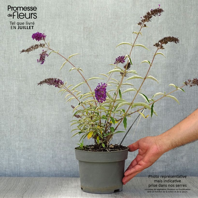 Spécimen de Buddleia davidii Nanho Purple - Arbre aux papillons nain tel que livré en ete