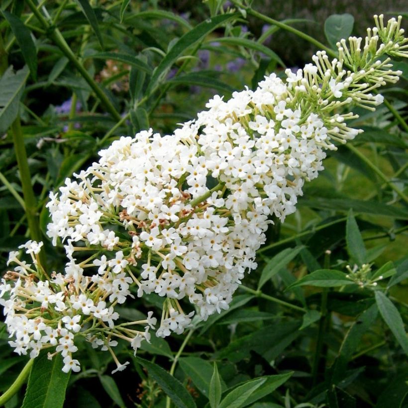 Buddleia davidii Nanho White - Arbre aux papillons nain (Floraison)