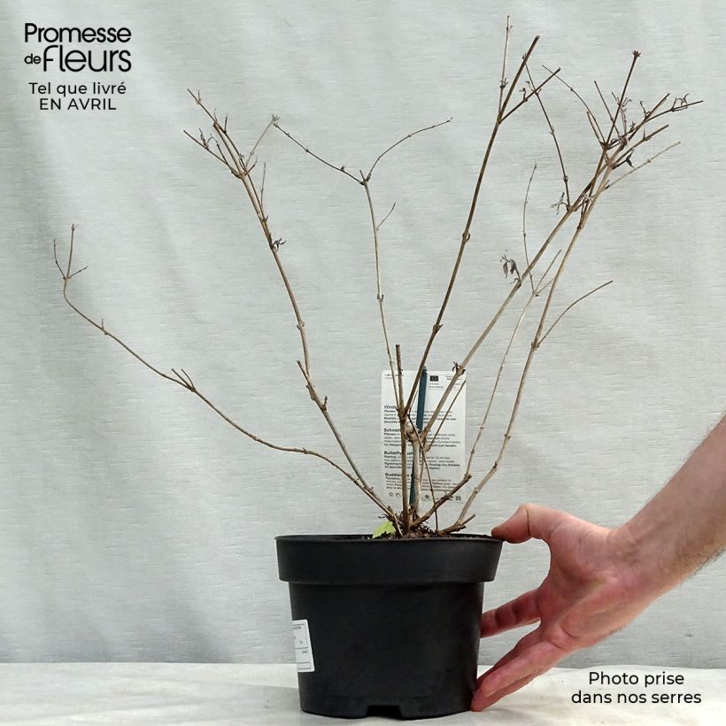Spécimen de Buddleia davidii Nanho White - Arbre aux papillons nain Pot de 2L/3L tel que livré au printemps