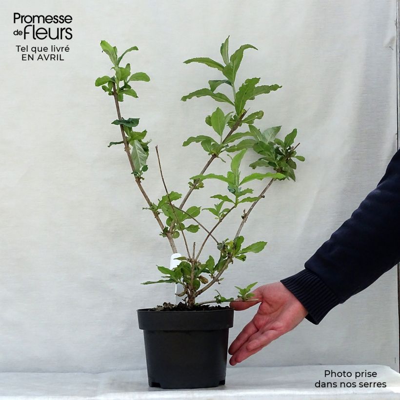 Spécimen de Buddleia davidii Pink Delight - Arbre aux papillons à fleurs rose vif Pot de 3L/4LHauteur livrée env. 40/60cm tel que livré au printemps