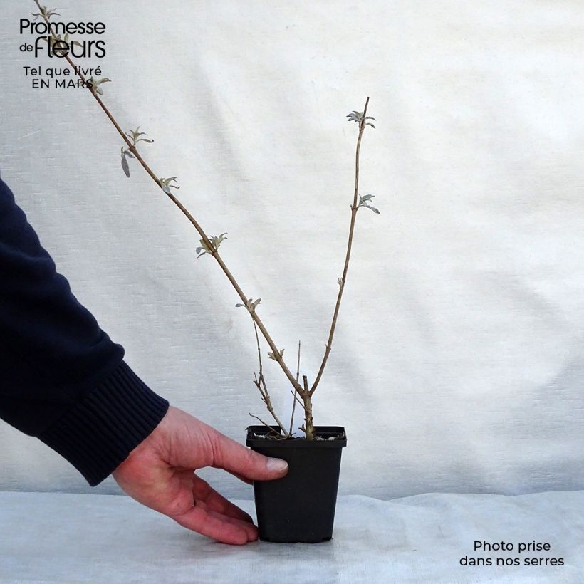 Spécimen de Buddleia davidii Pink Delight - Arbre aux papillons à fleurs rose vif Godet de 8/9 cmHauteur livrée env. 10/15cm tel que livré au printemps