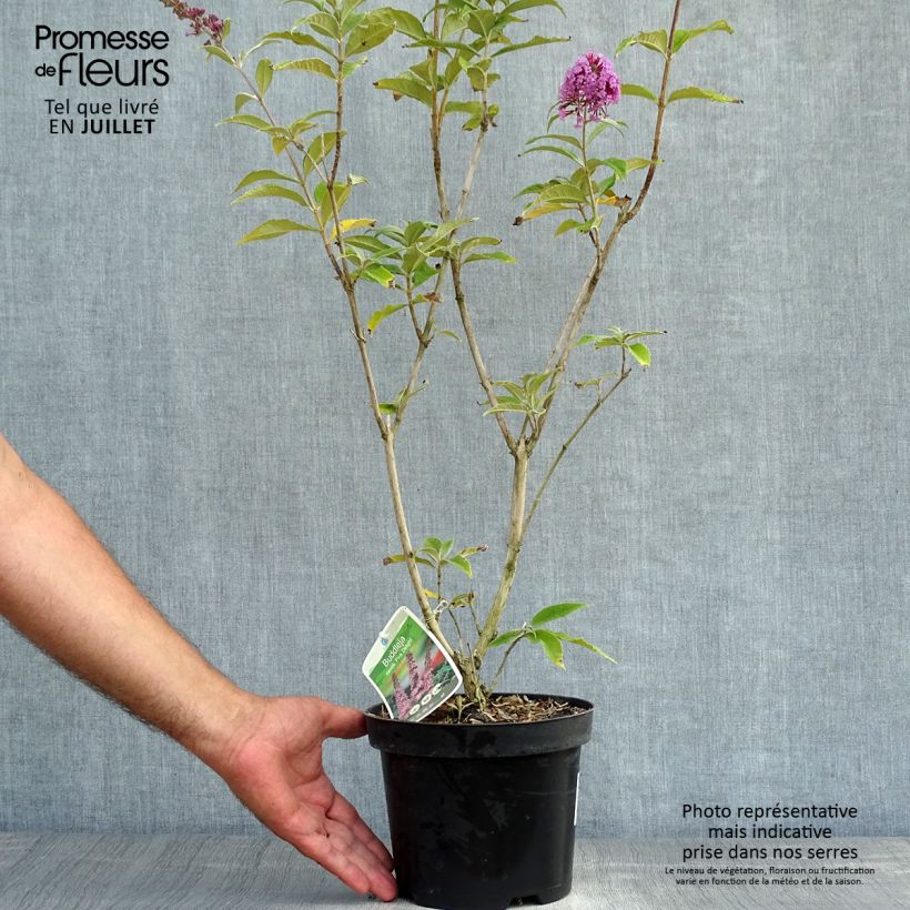Spécimen de Buddleia davidii Pink Delight - Arbre aux papillons à fleurs rose vif Pot de 3L/4L tel que livré en été