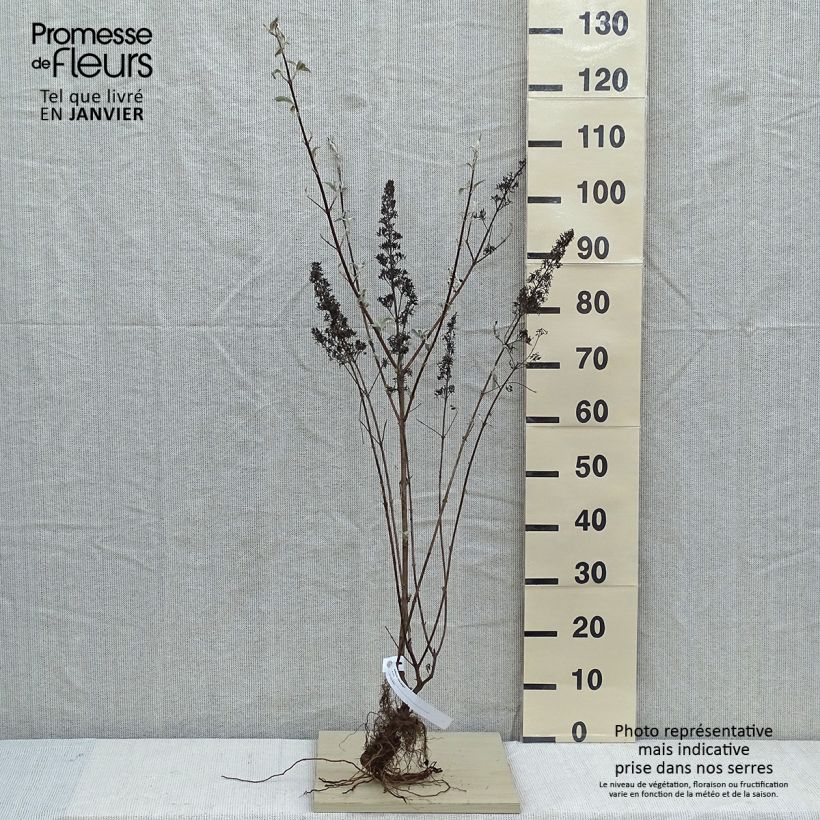 Spécimen de Buddleia davidii Pink Delight - Arbre aux papillons à fleurs rose vif Petites Racines nuesHauteur livrée env. 50/80cm tel que livré en hiver