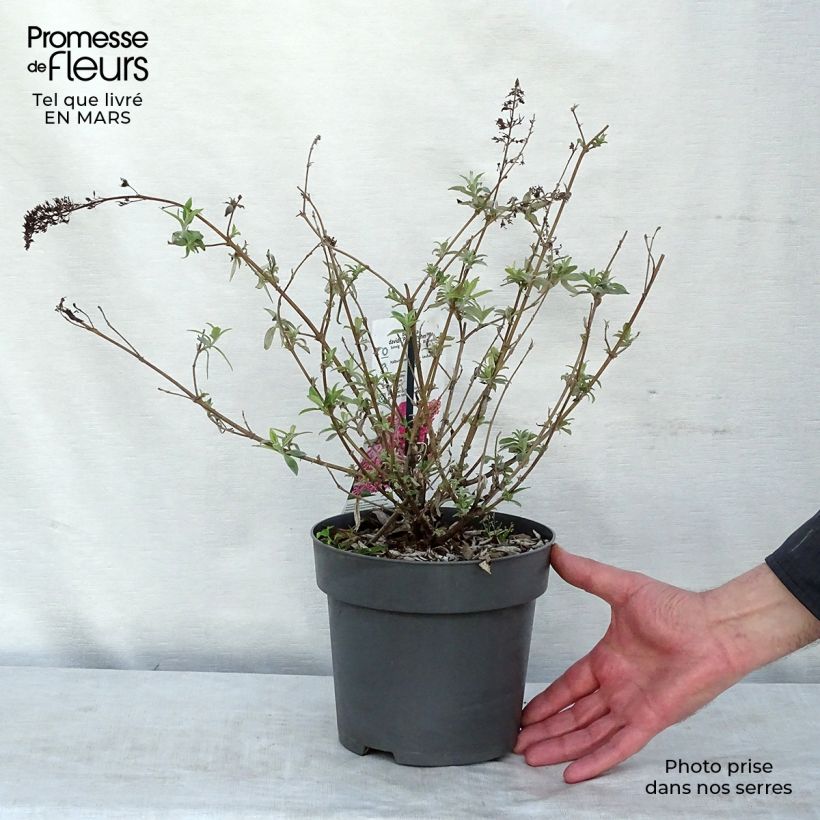 Spécimen de Buddleia davidii Pink Panther - Arbre aux papillons tel que livré en hiver