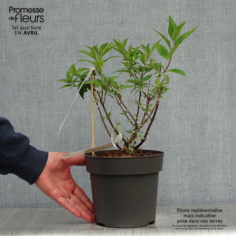 Spécimen de Buddleia davidii Pink Panther - Arbre aux papillons Pot de 3L tel que livré au printemps