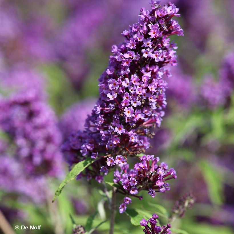 Buddleia davidii Purple Emperor - Arbre aux papillons (Floraison)