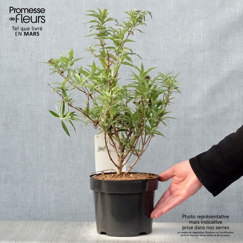 Spécimen de Buddleia davidii Purple Emperor - Arbre aux papillons Pot de 2L/3L tel que livré au printemps