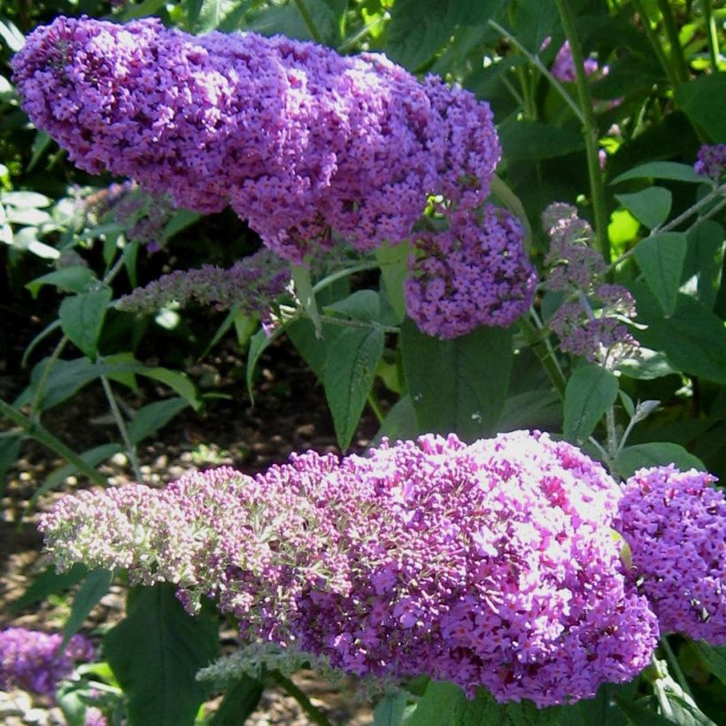 Buddleia davidii Rêve de Papillon Pink - Arbre aux papillons (Floraison)