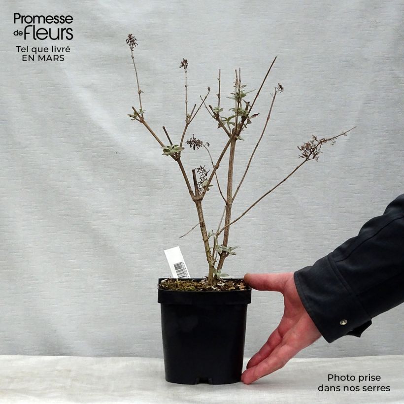 Spécimen de Buddleia davidii Rêve de Papillon Pink - Arbre aux papillons en pot de 2/3L tel que livré au printemps