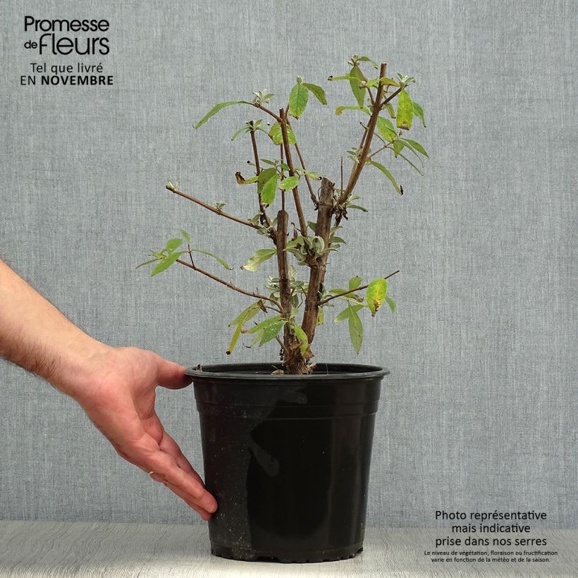 Spécimen de Buddleia davidii Rêve de Papillon Pink - Arbre aux papillons tel que livré en automne