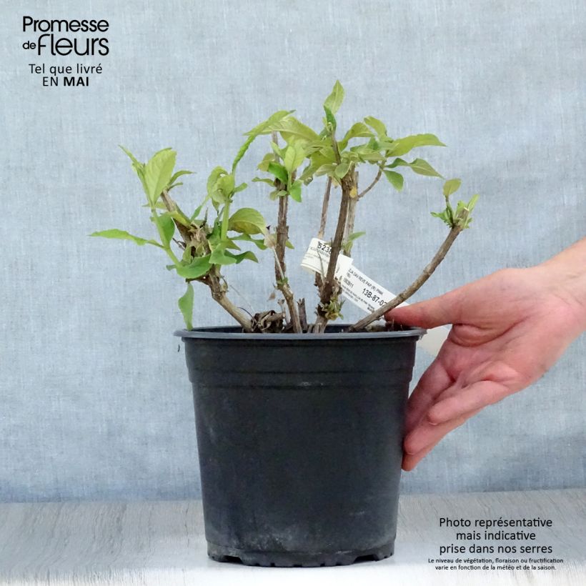 Spécimen de Buddleia davidii Rêve de Papillon Pink - Arbre aux papillons en pot de 4/5L tel que livré au printemps