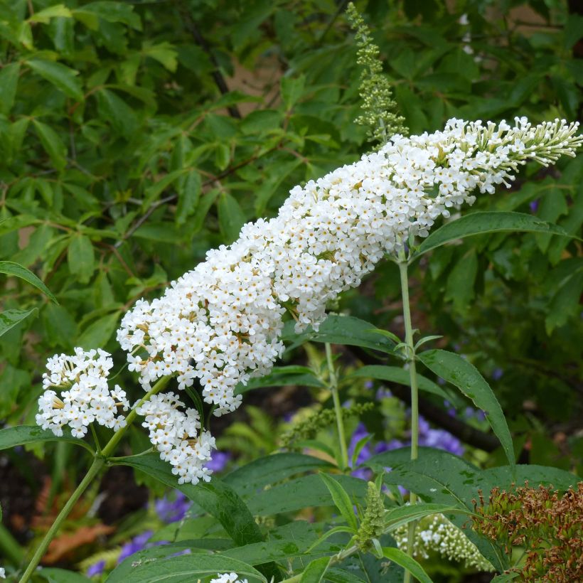 Buddleia davidii Reve de Papillon White - Arbre aux papillons (Floraison)