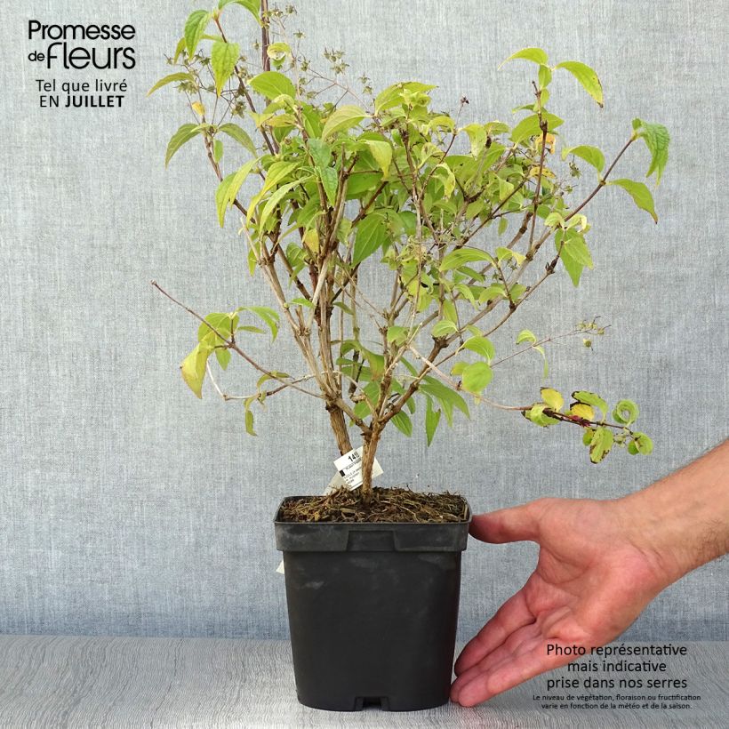 Spécimen de Buddleia davidii Reve de Papillon White - Arbre aux papillons Pot de 2L/3L tel que livré en été