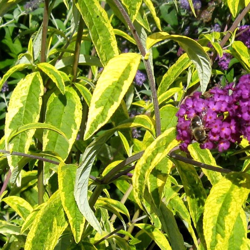 Buddleia davidii Santana - Arbre à papillons panaché (Feuillage)