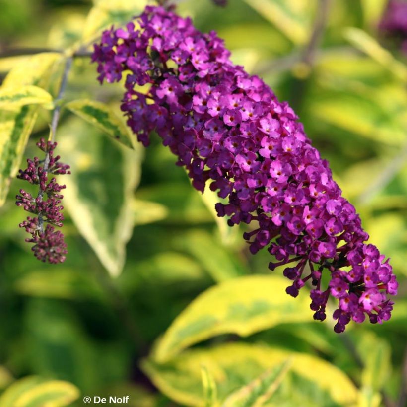 Buddleia davidii Santana - Arbre à papillons panaché (Floraison)