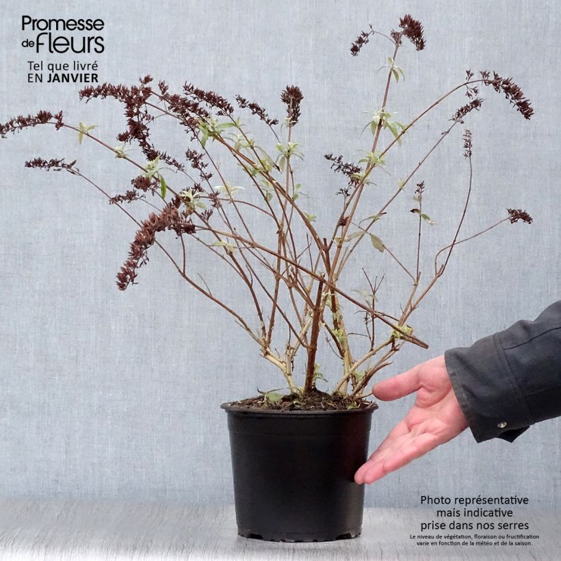 Spécimen de Buddleia davidii Santana - Arbre à papillons panaché tel que livré en hiver