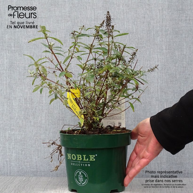 Spécimen de Buddleia davidii Sophie - Arbre à papillons tel que livré en automne