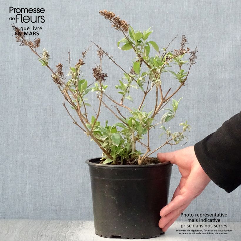 Spécimen de Buddleia davidii Summer Beauty Pot de 2L/3L tel que livré au printemps