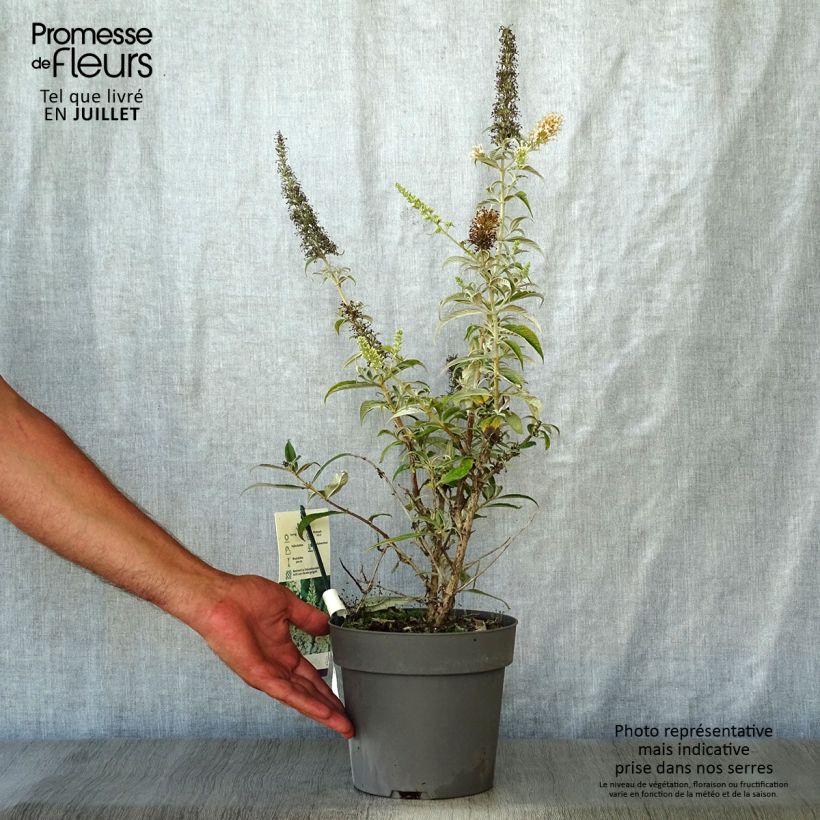 Spécimen de Buddleia davidii White Ball Pot de 3L/4L tel que livré en été