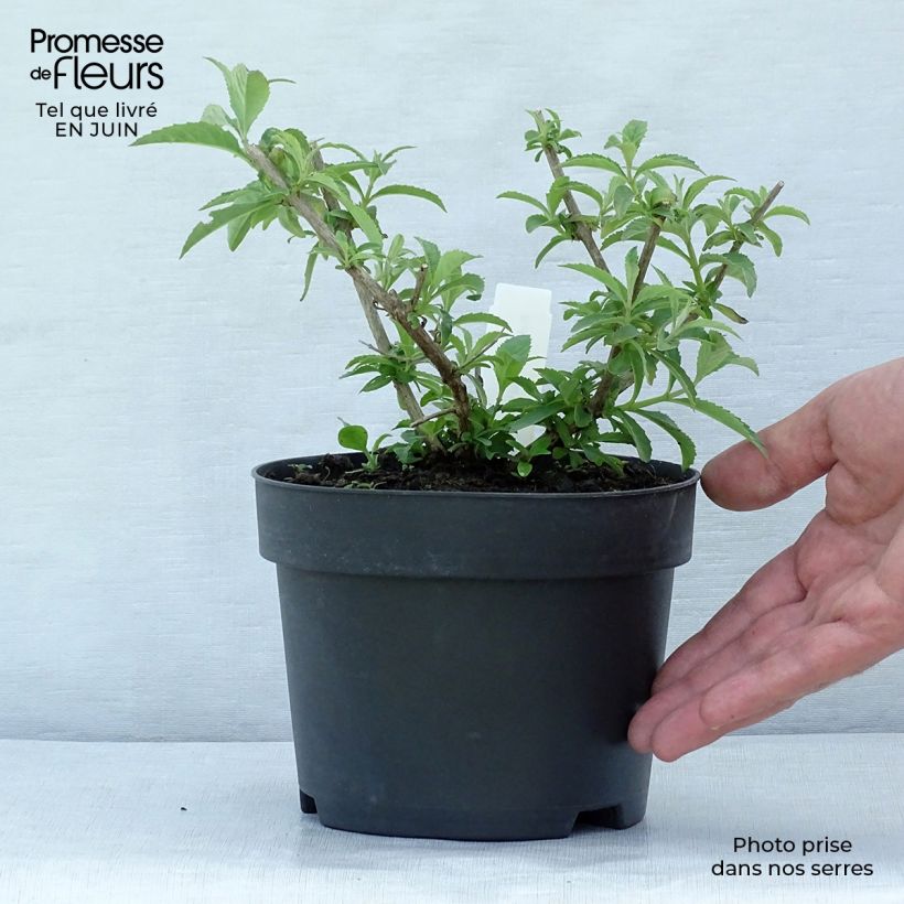 Spécimen de Buddleia davidii White Profusion - Arbre aux papillons Pot de 1L/1,5L tel que livré en été
