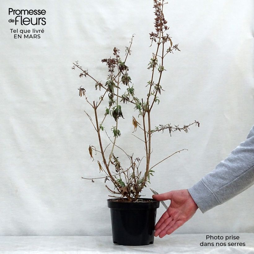 Spécimen de Buddleia davidii White Profusion - Arbre aux papillons Pot de 1L/1,5LHauteur livrée env. 40+cm tel que livré au printemps