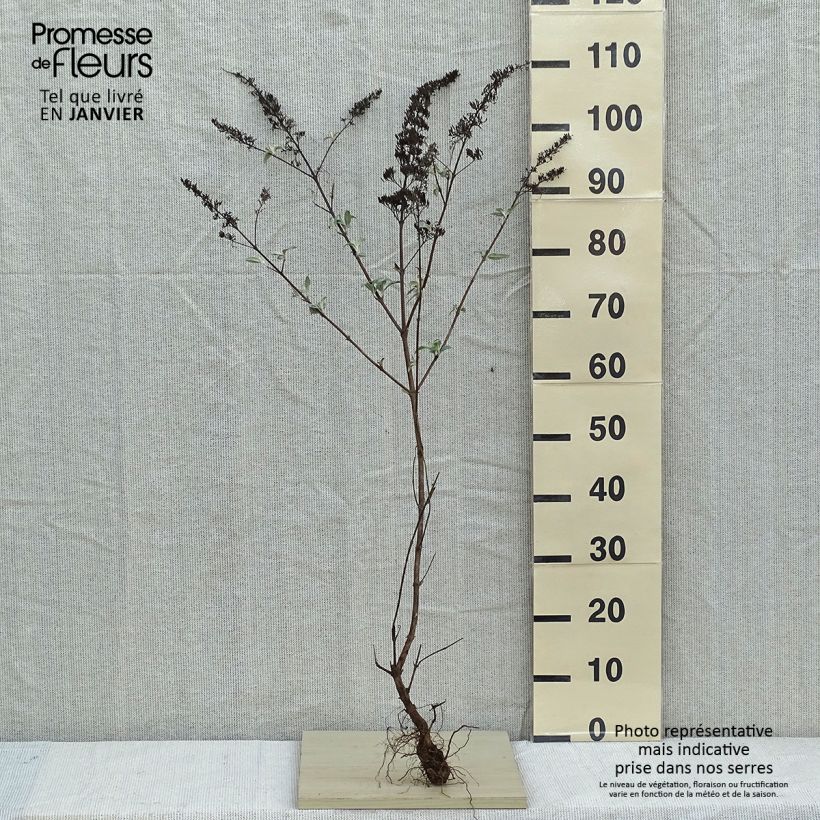 Spécimen de Buddleia davidii White Profusion - Arbre aux papillons Petites Racines nuesHauteur livrée env. 50/80cm tel que livré en hiver