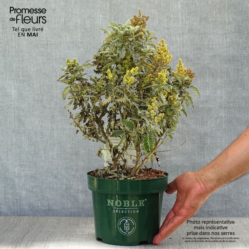Spécimen de Buddleia glomerata Silver Service - Arbre aux papillons 3L/4L tel que livré au printemps