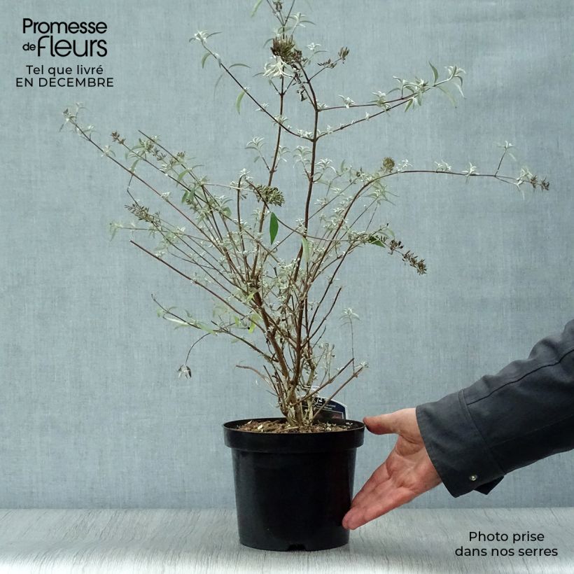 Spécimen de Buddleia davidii Nanho Blue  - Arbre aux papillons nain tel que livré en hiver