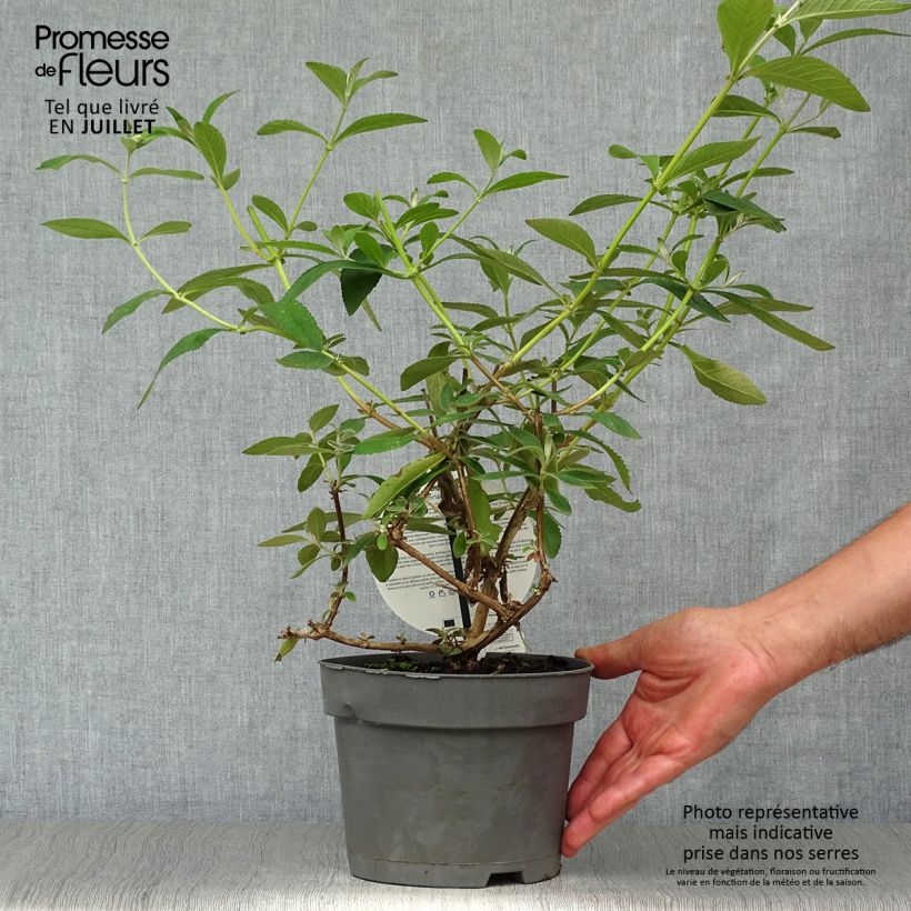 Spécimen de Buddleia weyeriana Sungold - Arbre aux papillons Pot de 2L/3L tel que livré en été