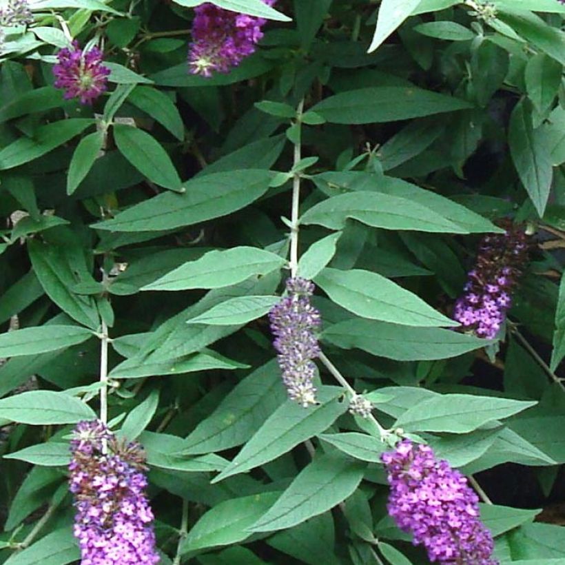 Buddleja BLOOMTASTIC® Dreaming Lavender - Arbre aux papillons nain (Feuillage)