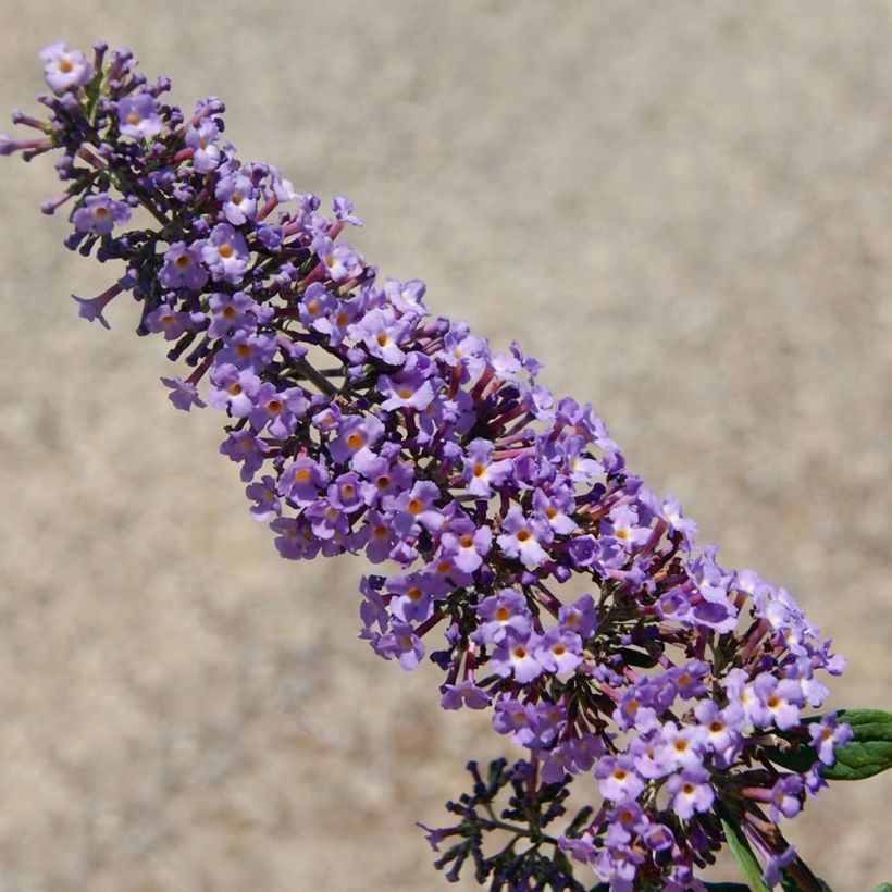 Buddleja BLOOMTASTIC® Dreaming Lavender - Arbre aux papillons nain (Floraison)
