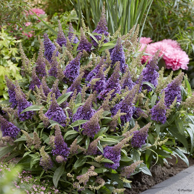 Buddleja davidii Butterfly Candy Little Lila - Arbre aux papillons nain (Port)