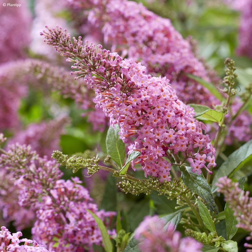 Buddleja davidii Butterfly Candy Little Pink - Arbre aux papillons nain (Floraison)