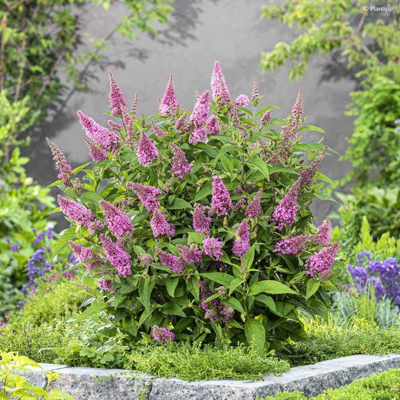 Buddleja davidii Butterfly Candy Little Pink - Arbre aux papillons nain (Port)