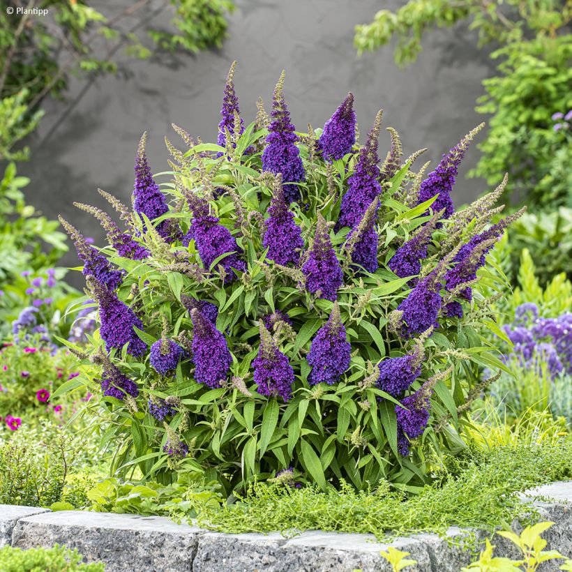 Buddleja davidii Butterfly CandyLittle Purple - Arbre aux papillons nain (Port)