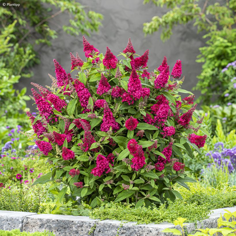 Buddleja davidii Butterfly Candy Little Ruby - Arbre aux papillons nain (Port)