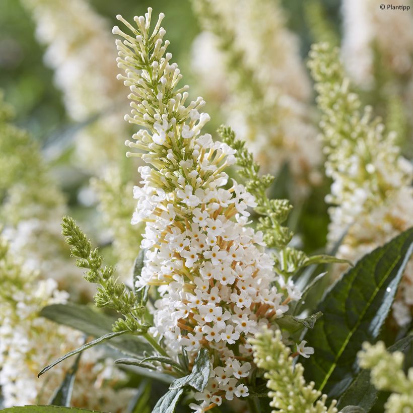 Buddleja davidii Butterfly Candy Little White - Arbre aux papillons nain (Floraison)